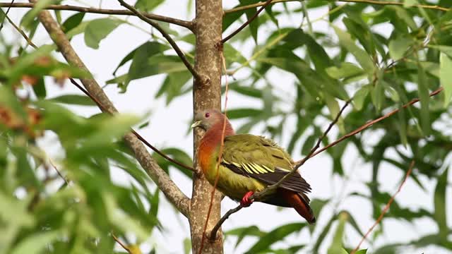 Colorful Pigeon high up in a tree - With beautiful music