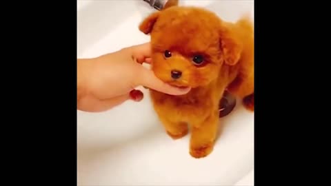 Can such a cute Pup exist_ _ Cute Puppies