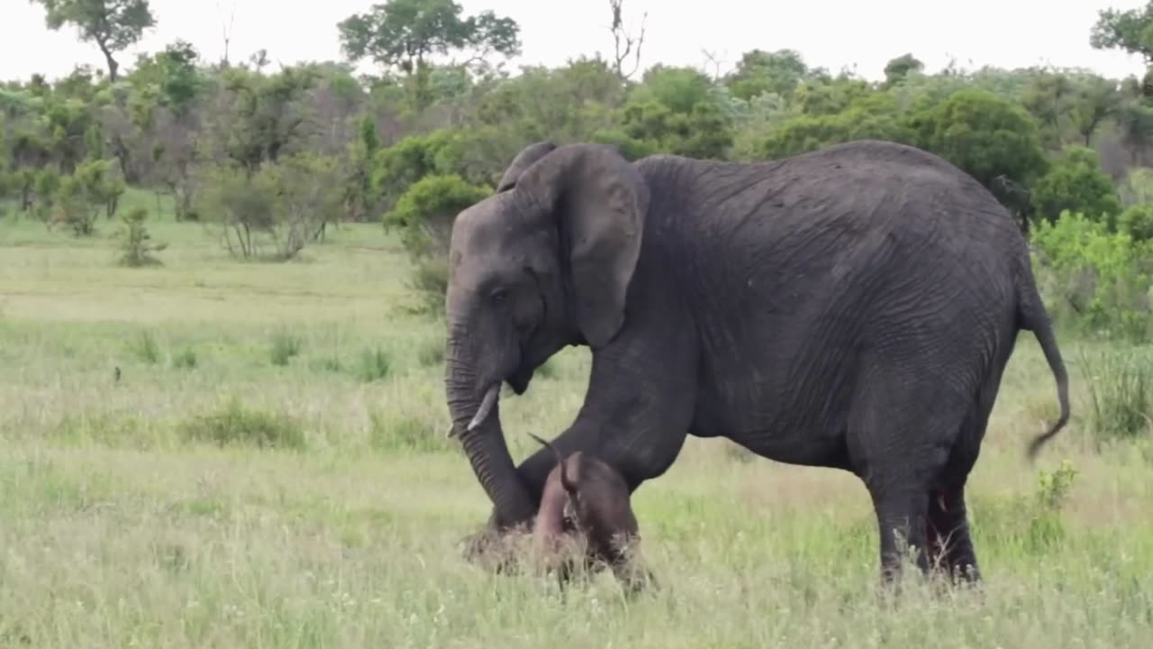 Desperate Elephant Tries to Get Newborn to Stand