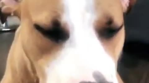 Funny dog video