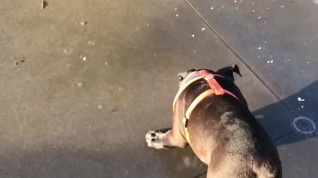 happy puppy playing in the water fountain