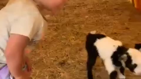 Cute little goat haha