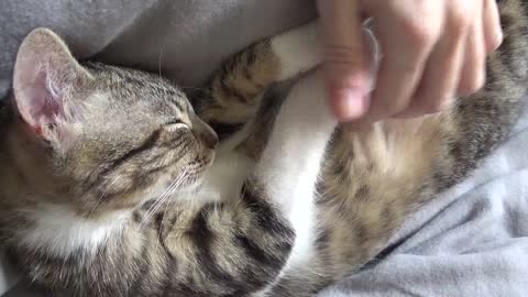 Scratching the Belly of Rudolph the Cat