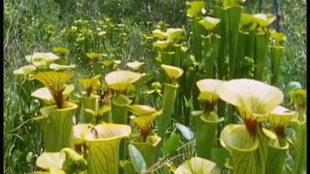 Exploring the Venus Fly Trap with Attenborough | BBC Earth