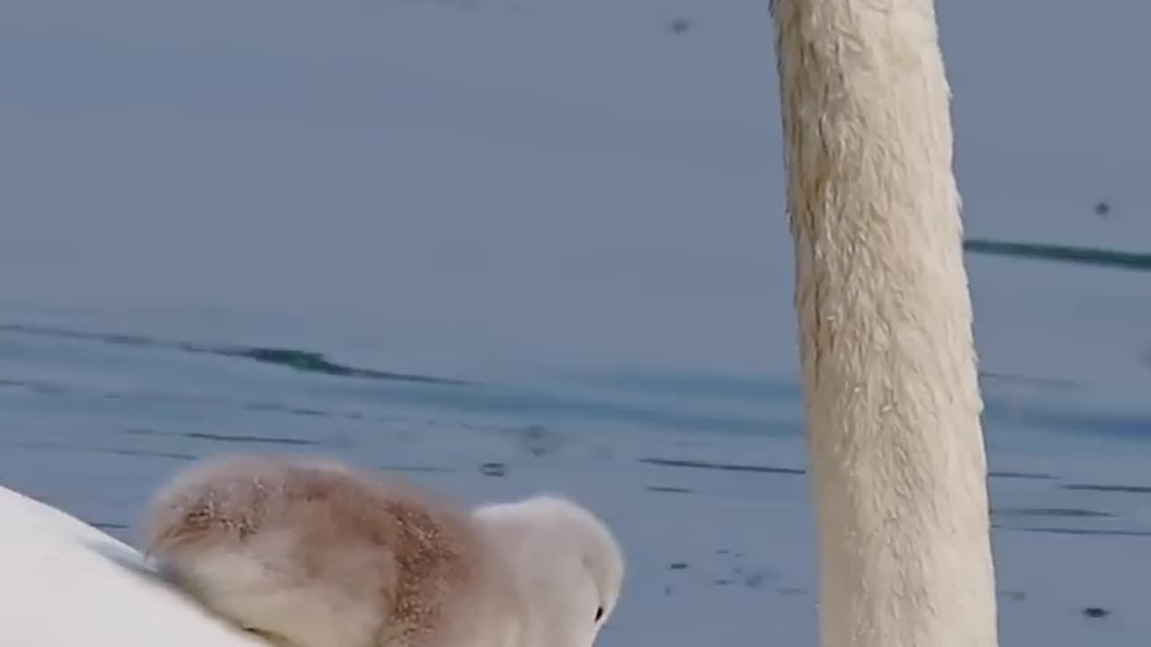 🐥 Mute swans Get of A Free Ride Thank you Momm