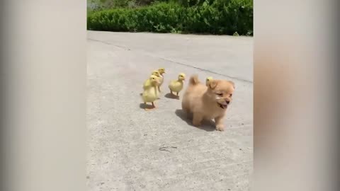 Cute puppy and her ducklings