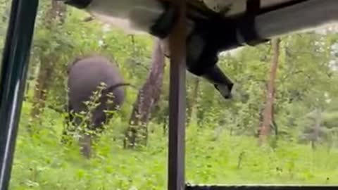 Frustrated elephant chases car