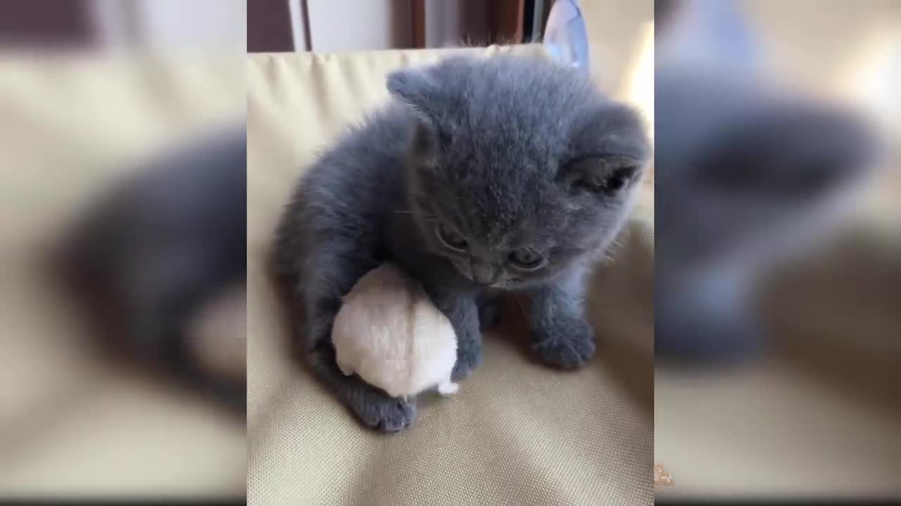 cats Cute and Funny Cat Videos Compilation 2