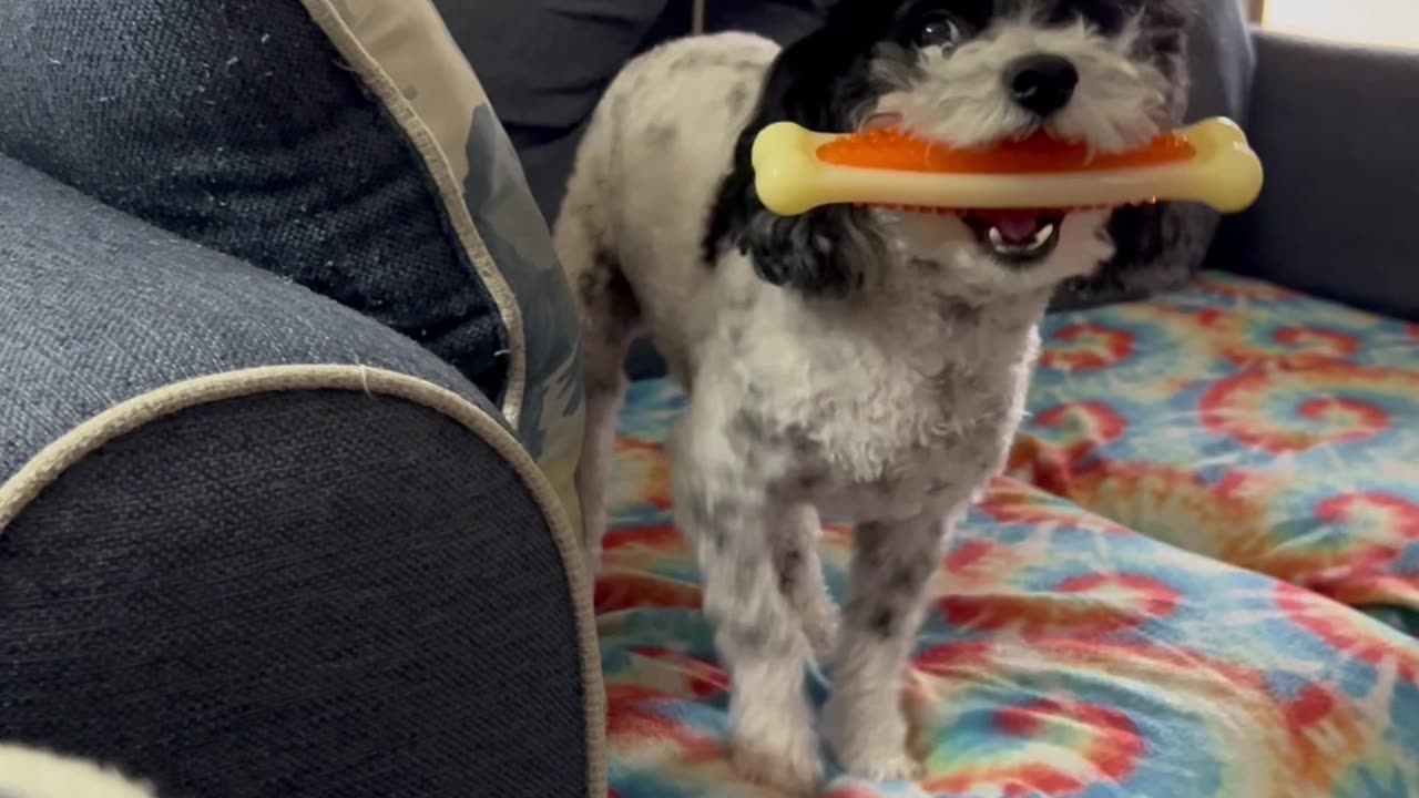 Petey The Poodle Does A Prancy Dance