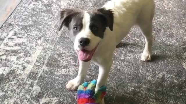 Dogy Loves His Toy so Much