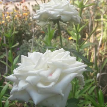 A couple of white white roses