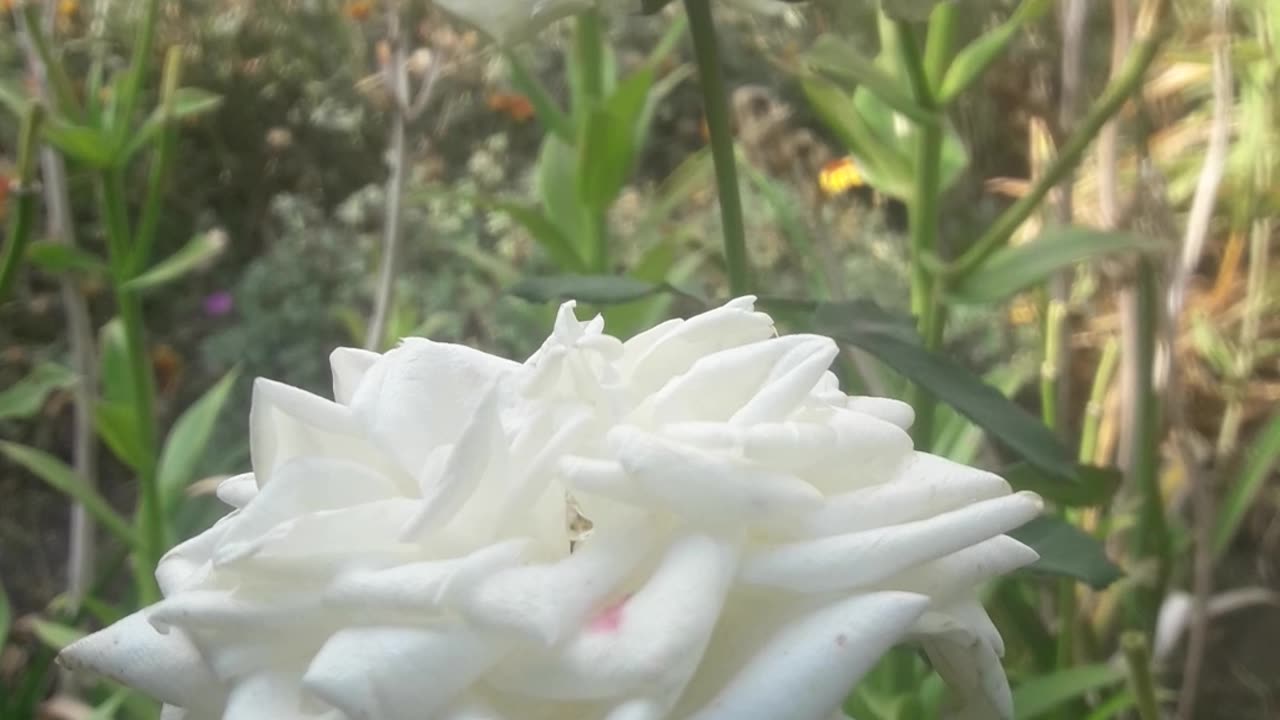 A couple of white white roses