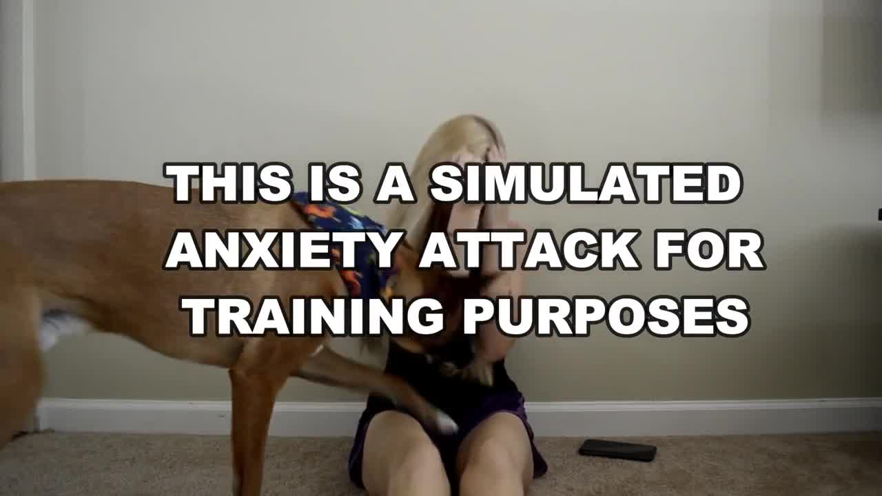 WHAT AN ANXIETY ATTACK LOOKS LIKE WITH A SERVICE DOG