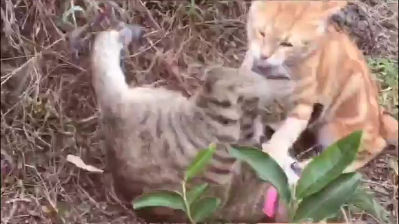 Cats fighting funny cats moves