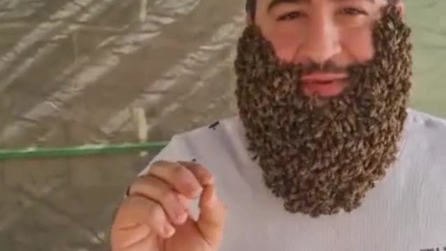 Do not be scared of bees