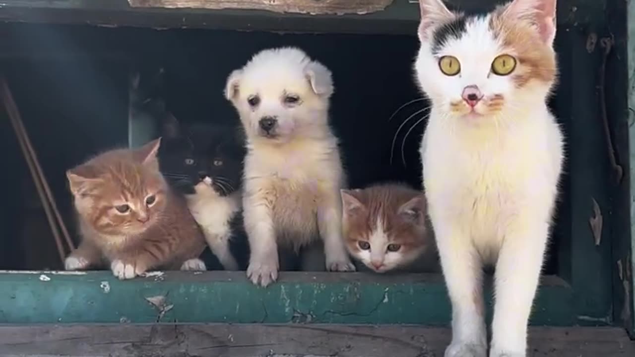 Cats and dogs look at the scenery outside the window#cutepet #cat#dog