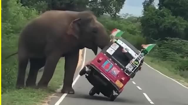 Angry Animals Caught On Camera