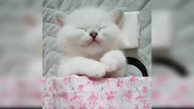 Watching Baby funny baby cats is the hardest try not to laugh challenge.