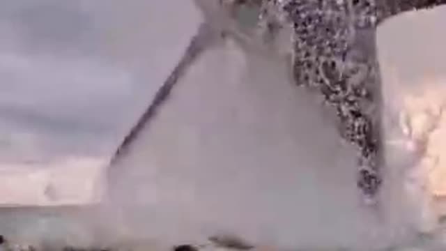 shark jump out of water_batch