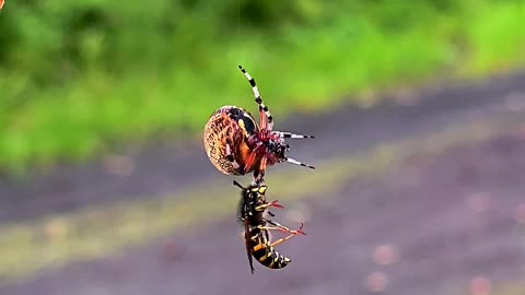 Spider and Wasp Spin Around While Hanging by a Thread