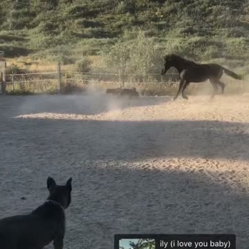 Horse plays fetch with dogs