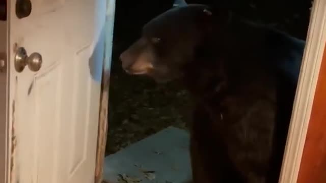 Bear Politely Closes Door