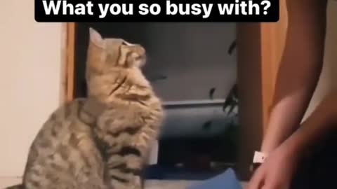 This is why we need cats 🥺🤩