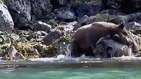 Amazing Bear Fight
