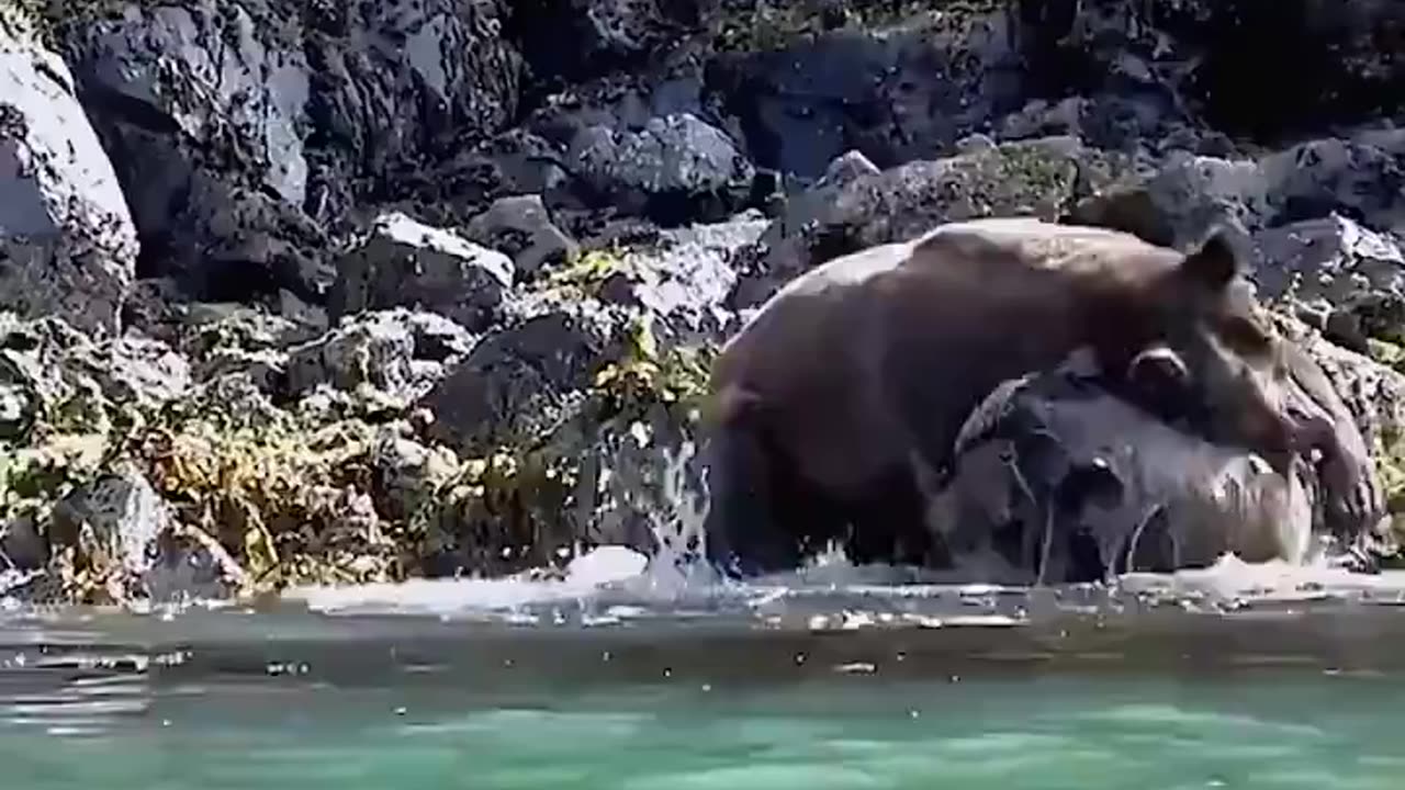 Amazing Bear Fight