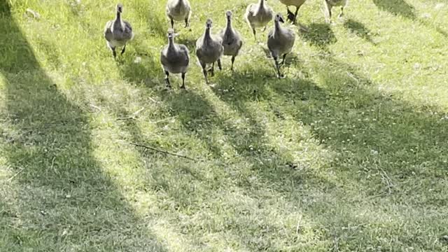 Geese clever for Taker care her Youngers