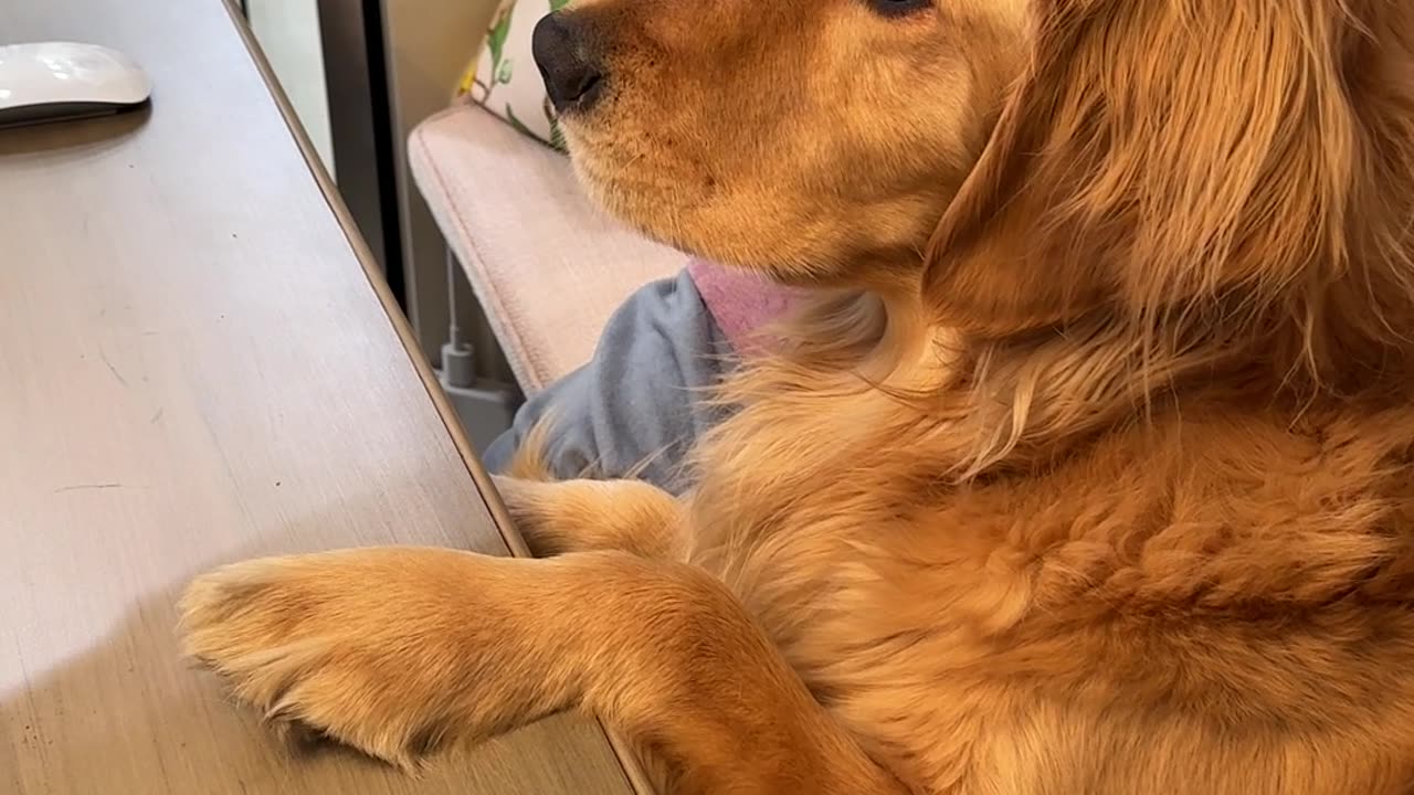 Dog Can't Recognize Himself