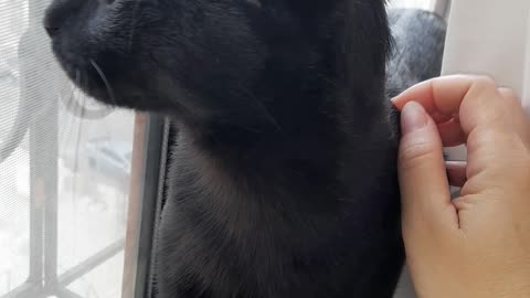 don't leave the animals