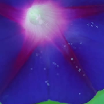 Flowers Beautiful Morning Glorys