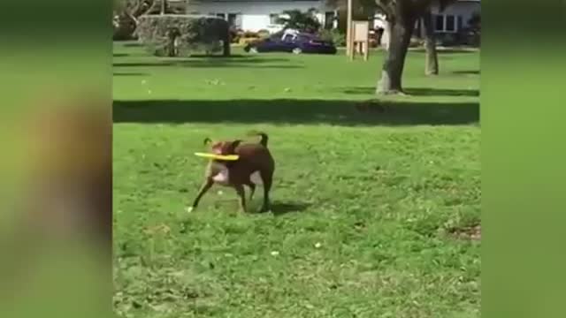 Try not to laugh watching funny video animals p4