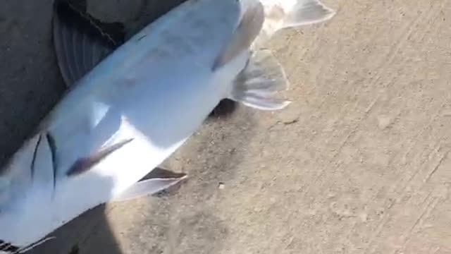 Big cat fish