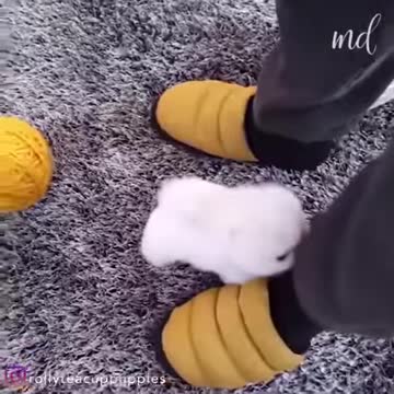 Mochi! The cutest snowball!