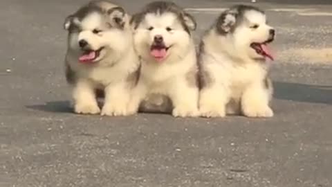 ( FUNNY VIDEOS ) CUTE HUSKIES