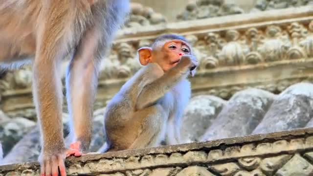 Worry about p/oor baby SABE _ Pity baby gat injured on nose very hart to breath
