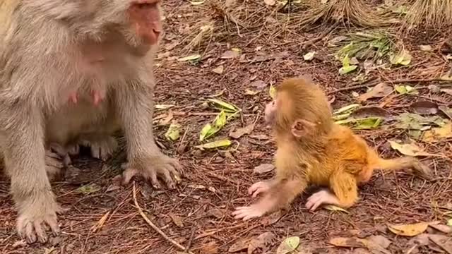 Baby monkey newborn cute animals and mom 11