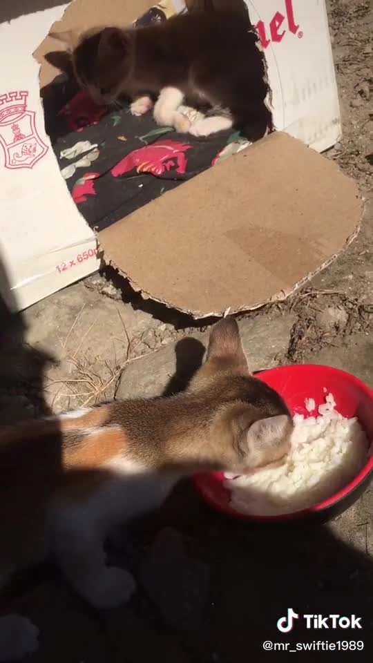 my Beautiful kitty kids in love with each other♥