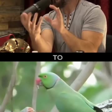 Decoding Animal Communication Patterns with AI