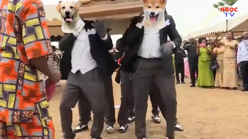 Dancing Funeral Coffin Meme Dogs and Cats Version