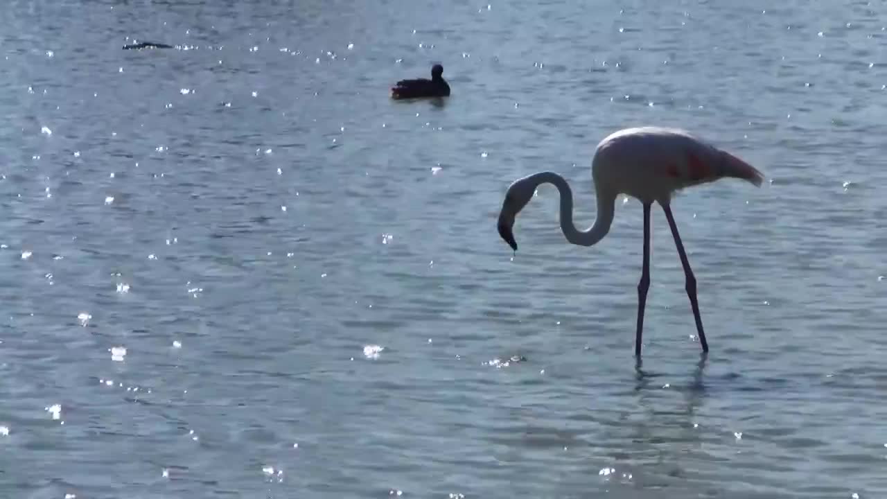 Flamingo Grazing in Marshes, Camargue, France