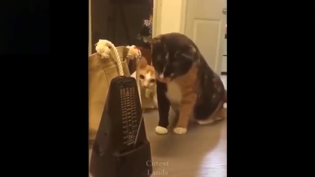Funny cat compilations