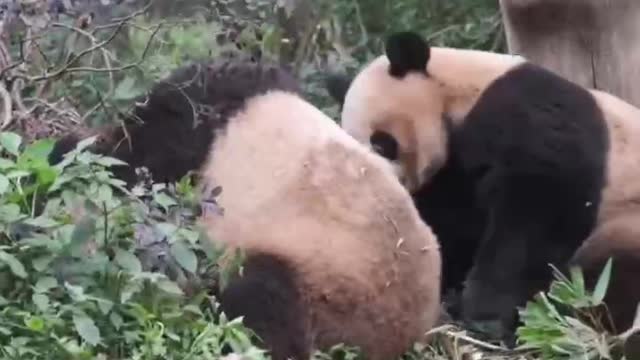 A group of giant pandas are playing