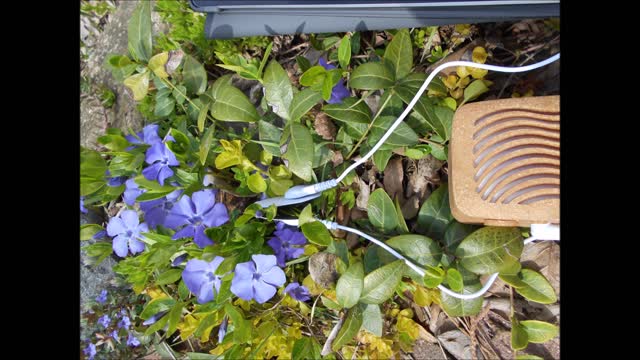 Spring Melody ~ Common Periwinkle