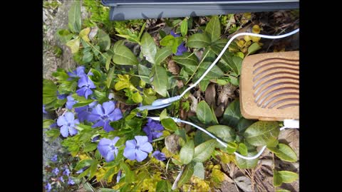 Spring Melody ~ Common Periwinkle