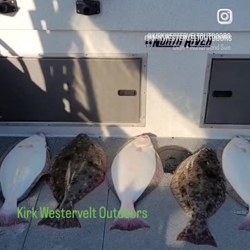 Halibut in San Francisco Bay