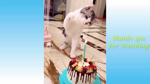 🤣Funny Animals Videos 2021🤣 🐶 TRY NOT TO LAUGH ! 😂