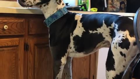 THE GREAT DANE Dog Video 109 - Great Dane Compilation - Tallest Dog in The World